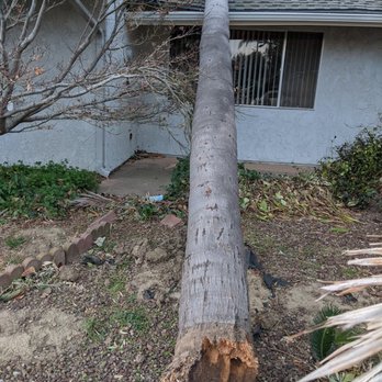 Jayson’s Tree Service - The strong winds blew this large palm onto our roof!  Yikes! - Tree Services Near Me