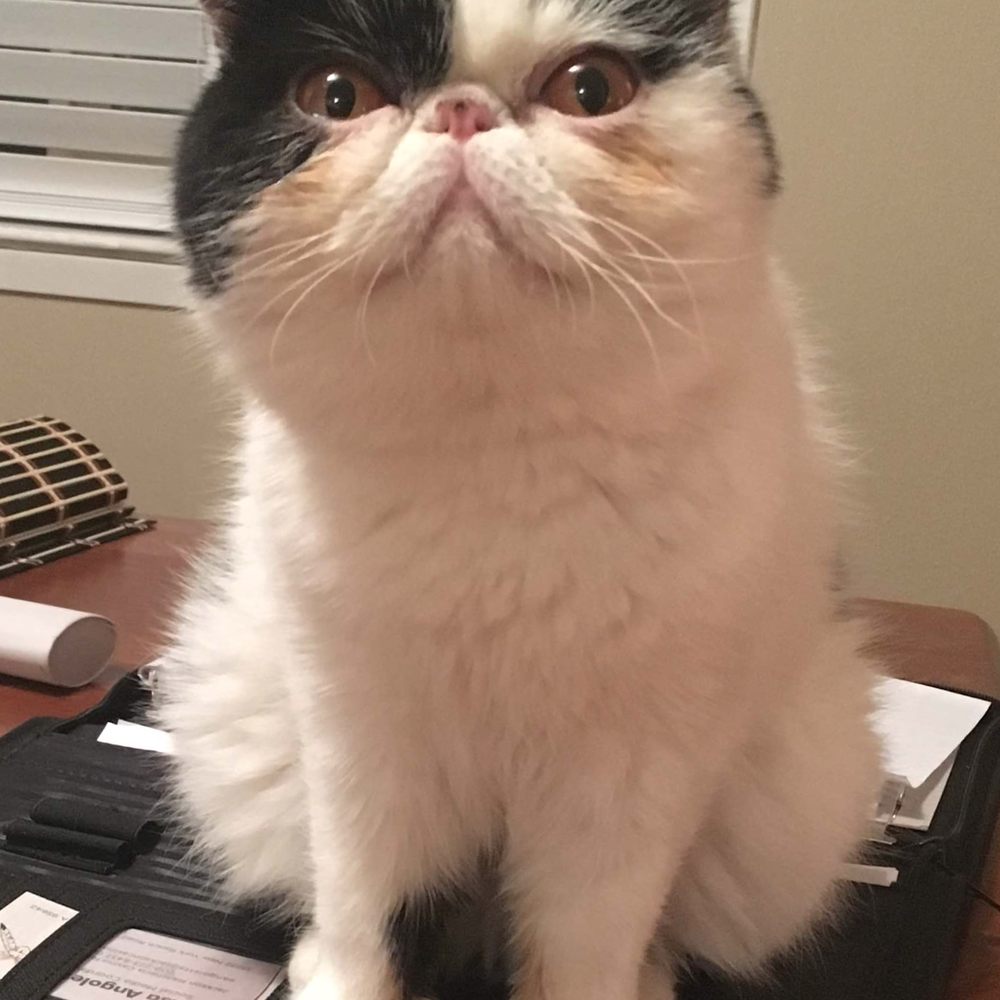 Moo, adopted from HPC in November 2016. Moo, adopted from HPC in November 2016.