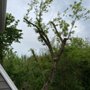 Photo of Approved Tree Care