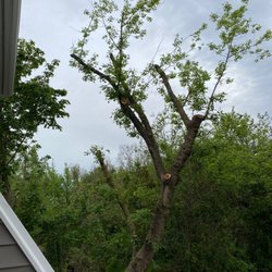 Approved Tree Care - Trimming away the dead branches from this box elder.