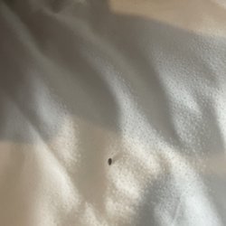 Ejecutivo Express - Hotel - BED BUGS! There was more but I caught this one.
