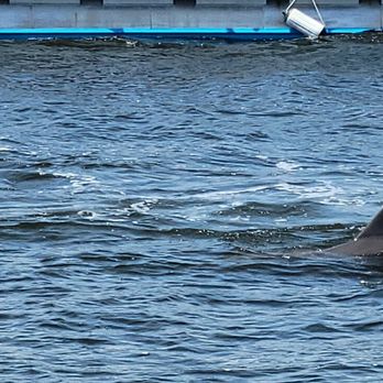 Dolphins Down Under - Dolphins - Boat Charters Near Me - Orange Beach, Alabama Dolphins Down Under - Dolphins - Boat Charters Near Me - Orange Beach, Alabama