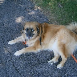 Gentle Approach Dog Training LLC