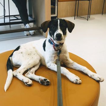 Bond Vet - Cobble Hill - Cody waiting for his turn! - Veterinarians Near Me - Brooklyn, New York Bond Vet - Cobble Hill - Cody waiting for his turn! - Veterinarians Near Me - Brooklyn, New York