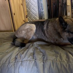 Mountain McGyver - I was greeted by a fury friend named Wyatt. His favorite saying is, "Look for something expensive." Stop on in and say hi to Wyatt for me!!