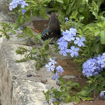 Lj Vineyard - Butterflies flitting smog the flowers - Coffee & Tea Near Me - Hunt, Texas Lj Vineyard - Butterflies flitting smog the flowers - Coffee & Tea Near Me - Hunt, Texas