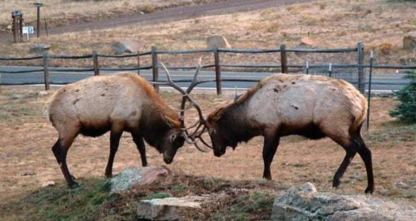 Mountain Shadows Resort by null