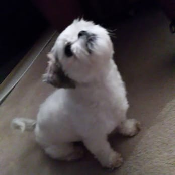 Scrubadub Dog - My dog before they ruined her! - Pet Groomers Near Me - Baltimore, Maryland