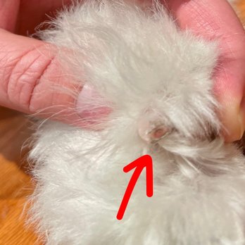 Paw Spa - Exposed quick. Notice the "bulls eye" pattern of pink tissue. This means the quick has been cut in cross section. - Pet Groomers Near Me - Alexandria, Virginia