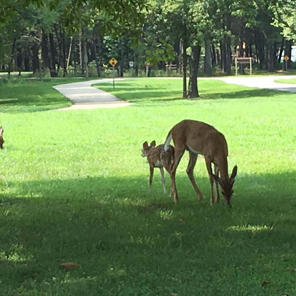 South Marchum Campground Reservations - Little family of deer entering the park. - Benton, Illinois South Marchum Campground Reservations - Little family of deer entering the park. - Benton, Illinois