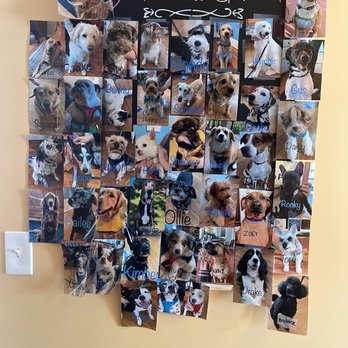 The Coffee Spot - Cute dogs of Coffee Spot - Coffee & Tea Near Me - Simsbury, Connecticut
