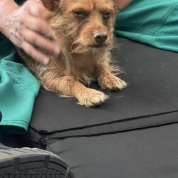 Dancing Dog Massage - Working deep into those shoulders.