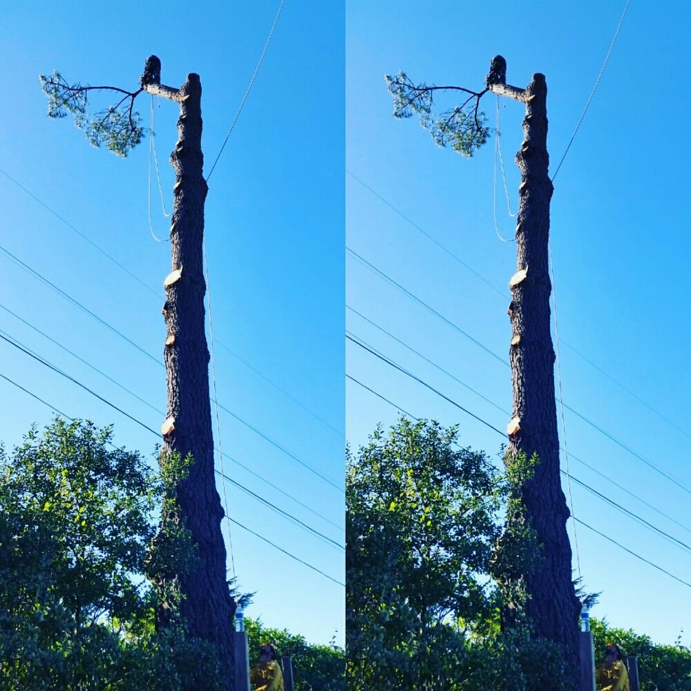 HERCULES TREE SERVICE & LANDSCAPE CONSTRUCTION Updated May 2024 59