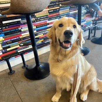 Bodega Beer Company - 5 star pets from the hoomans. - Breweries Near Me - Parker, Colorado Bodega Beer Company - 5 star pets from the hoomans. - Breweries Near Me - Parker, Colorado