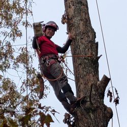 Hugo Tree Service