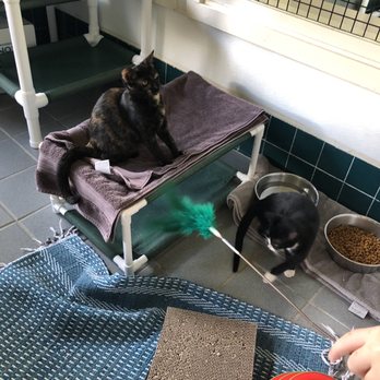 Hawaiian Humane Society - Animal Shelters Near Me - Honolulu, Hawaii Hawaiian Humane Society - Animal Shelters Near Me - Honolulu, Hawaii