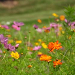 Wegerzyn Gardens Metroparks