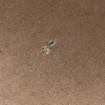 Mad Cow Grill - Dead bug inside of one the to go boxes - American Near Me - Laurel, Maryland Mad Cow Grill - Dead bug inside of one the to go boxes - American Near Me - Laurel, Maryland