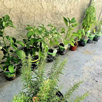 The Home Depot - Peppers, Basil, and Rosemary - Hardware Stores Near Me - Van Nuys, California The Home Depot - Peppers, Basil, and Rosemary - Hardware Stores Near Me - Van Nuys, California