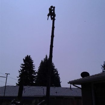 Cda Tree and Utility - on the way down - Tree Services Near Me - Coeur d Alene, Idaho Cda Tree and Utility - on the way down - Tree Services Near Me - Coeur d Alene, Idaho