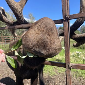 Reindeer Farm - Rocky the Moose - Zoos Near Me - Palmer, Alaska Reindeer Farm - Rocky the Moose - Zoos Near Me - Palmer, Alaska