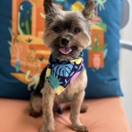 @traveltheyorkie @traveltheyorkie