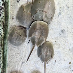 Gulf Specimen Marine Laboratories - Horseshoe crabs...