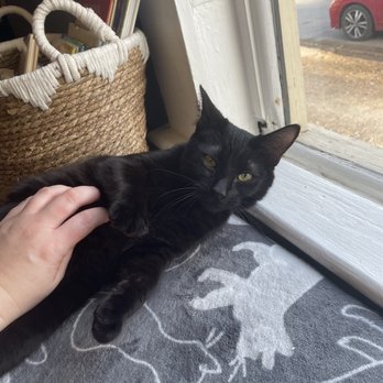 Chico Cat Cafe - Judith - Pet Adoption Near Me - Chico, California