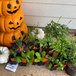 Lone Star Nursery