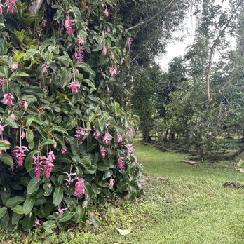 Puna Gold - Wholesalers Near Me - Pāhoa, Hawaii
