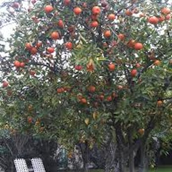 Casa Cody - Lots of fruit trees for the picking! - Hotels Near Me - Palm Springs, California