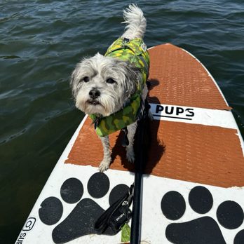 SUP Pups - Paddleboarding Near Me - San Diego, California SUP Pups - Paddleboarding Near Me - San Diego, California