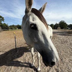 Stonecrest Stable