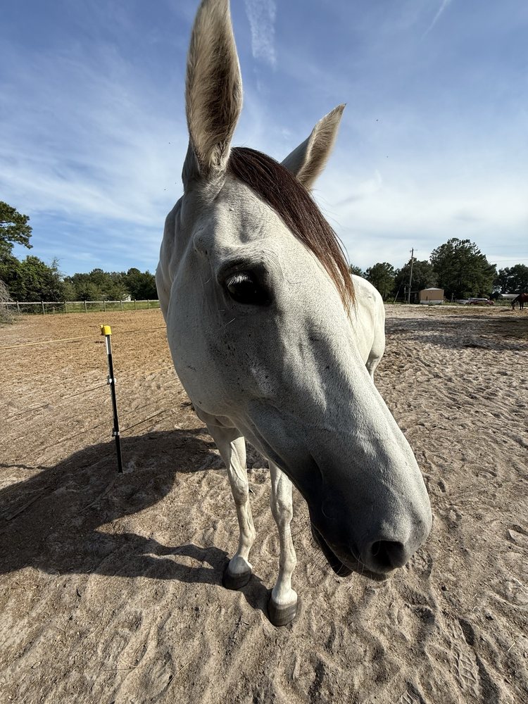 Just Horsin Around Farm - equestrian in Wellborn, FL