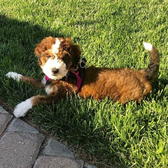 HC Bernedoodles - Pet Breeders Near Me - Trenton, Missouri HC Bernedoodles - Pet Breeders Near Me - Trenton, Missouri