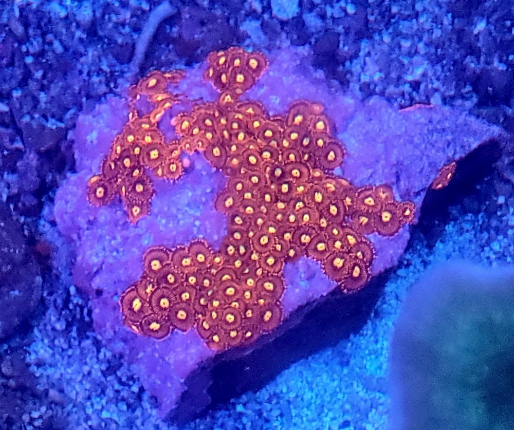 AQUARIUM ILLUSIONS Updated September 2024 40 Photos & 10 Reviews