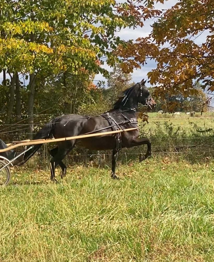 Affinity Stables - equestrian in Millersburg, IN