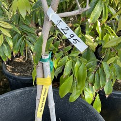 Van’s Nursery