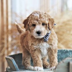 Wildwood Doodles - red and white teddy bear micro mini golden doodle from Wildwood at weeks