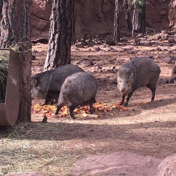 Bearizona - Zoos Near Me - Williams, Arizona Bearizona - Zoos Near Me - Williams, Arizona