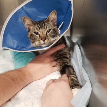 Urgent Pet Vets - Meowmers staying overnight at UPV. - Veterinarians Near Me - Crystal River, Florida Urgent Pet Vets - Meowmers staying overnight at UPV. - Veterinarians Near Me - Crystal River, Florida