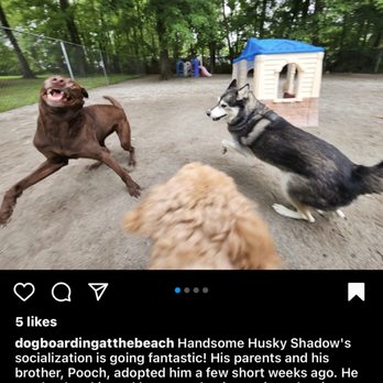 Dog Boarding at the Beach - Dog - Pet Boarding Near Me - Myrtle Beach, South Carolina