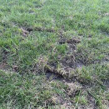 Blue Cedar Landscape - a patch of grass that has been cut off - Landscaping Near Me - Raymore, Missouri