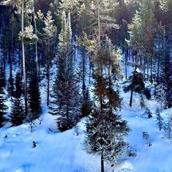 Teton Valley Adventures - See if you can spot the bald Eagle in the tree