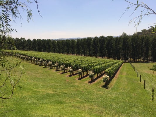 Tarrawarra Estate by null