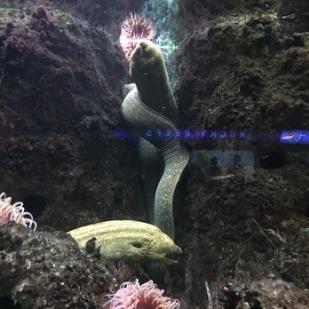 Shedd Aquarium - Aquariums Near Me - Chicago, Illinois Shedd Aquarium - Aquariums Near Me - Chicago, Illinois