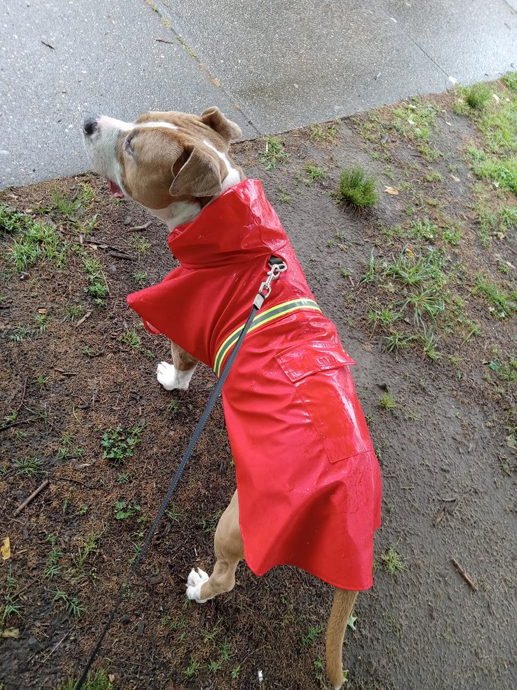 Quitta's Pawsome Walks - pet boarding facility in Richmond, VA