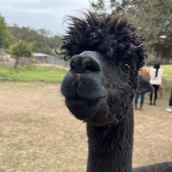Canzelle Alpacas - Farms Near Me - Carpinteria, California Canzelle Alpacas - Farms Near Me - Carpinteria, California