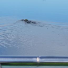 One of many alligators
