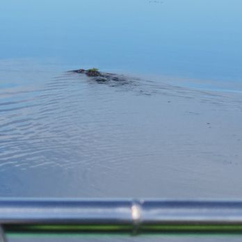 Marsh Beast Airboat Tours - One of many alligators - Boating Near Me